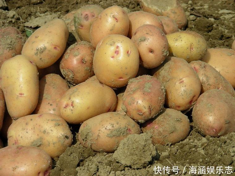 食用碱|土豆原来还有保存的技巧,这样放一年也不发芽