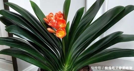 油烟机|什么残茶水、蚯蚓粪都不如它,往盆里埋10滴,叶子油亮开花旺!