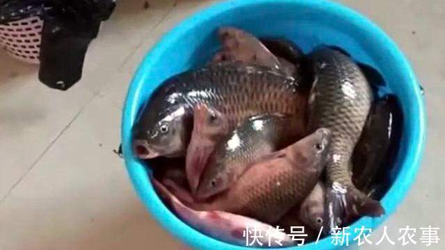 广东一男子钓鱼瘾犯了,寒冷的冬日里夜钓,一不小心就实现了爆护