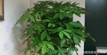 黄叶|文竹、发财树,用这“水”养一养,一窜2米高,再也不黄叶!