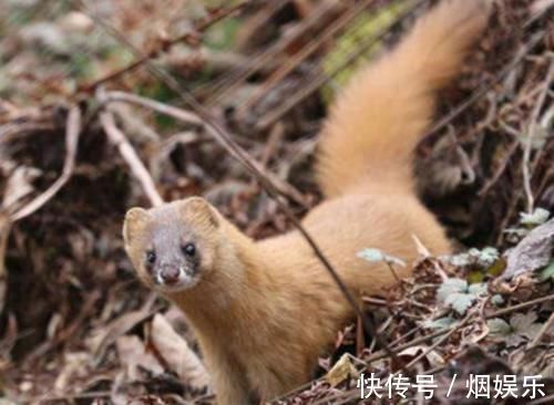 老人们&为何长辈都说黄鼠狼不能杀科学研究表明,原来真的不能杀