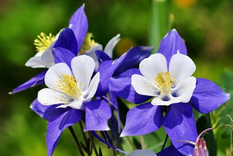 此花有着娇小的花姿，适应性极强，象征着一定要胜利