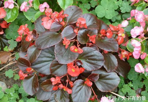 1种公认难养的花,改变养护方法,年年花开满枝头,值得拥有!