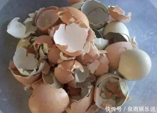 花盆|“1种它”家家都有,月季、茉莉花很喜欢,发酵后埋土里,开花多