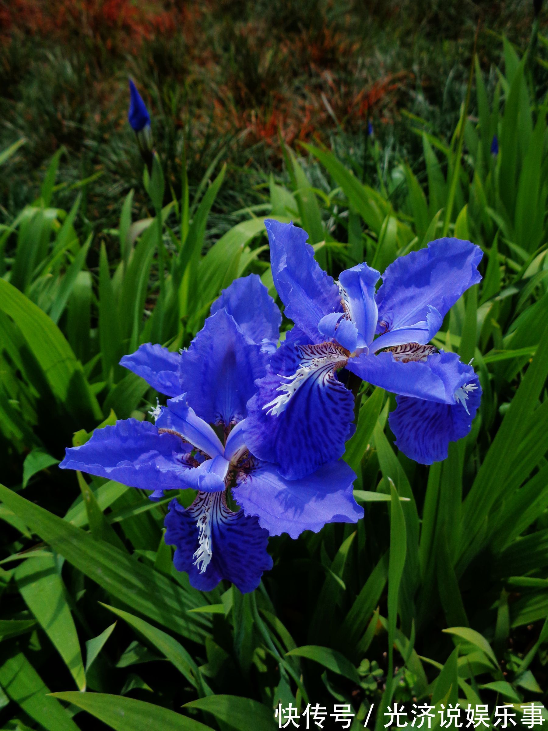 摆放|养花试试这几款,颜值高,寓意好,非常适合摆放在客厅或书房