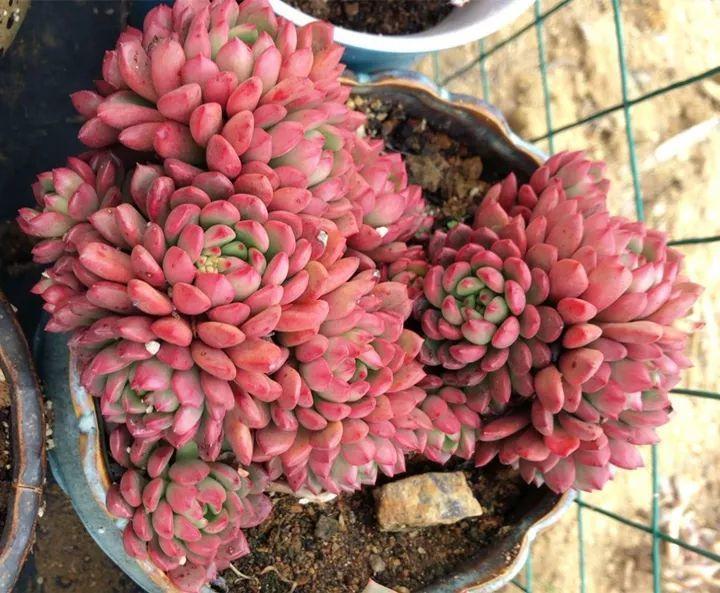 姐姐养了9年的多肉,没有买肥就用它,个个长成精!