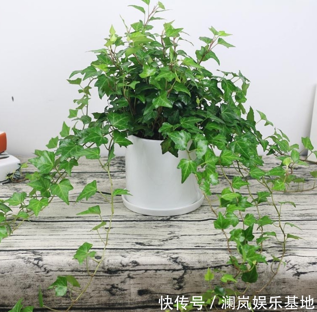 6种漂亮的植物，适合在卧室养，能缓解疲劳，改善睡眠