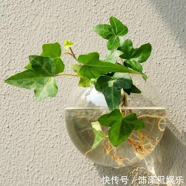 红薯|养5种花卉,没土就能活,“只浇水”嗖嗖爆盆,变成“绿窗帘”