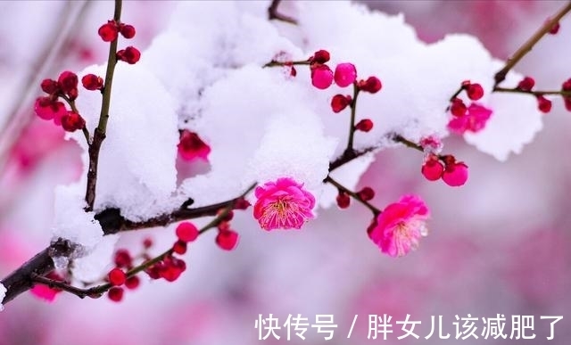 千般苦!岁月把酒与君共,腊梅笑绽待春还