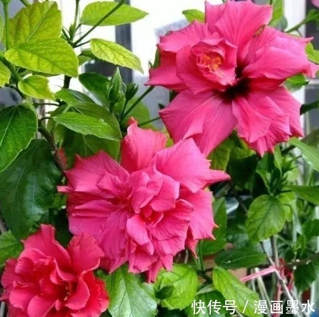 家里阳台必养此款花卉，耐寒易打理，一年四季都赏花