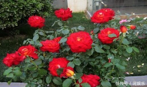 最厉害的养花营养液给月季喝一勺,像打鸡血般疯长不停