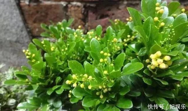 米兰|这3种盆景自带香气、可以抗菌,放在客厅最合适了