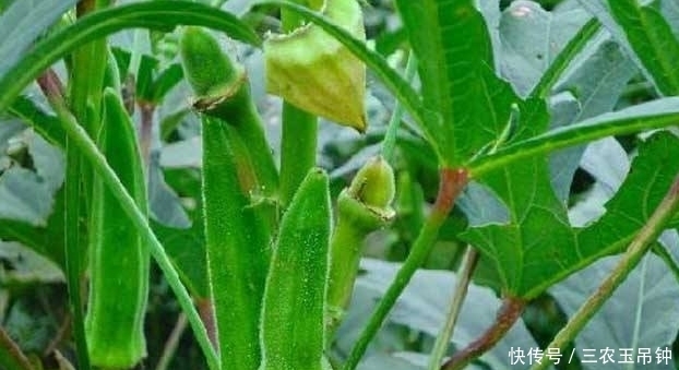 黄秋葵健胃护肠,让更优质美味的黄秋葵上市,仅需做好三点
