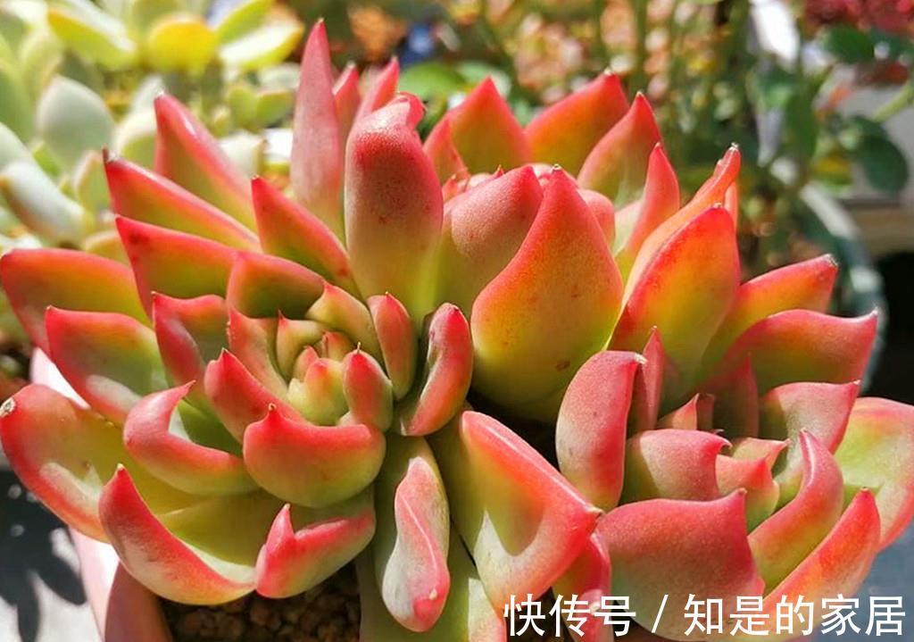 上色|九月多肉上色季，这些急性子多肉，给点阳光就上色，强势变美
