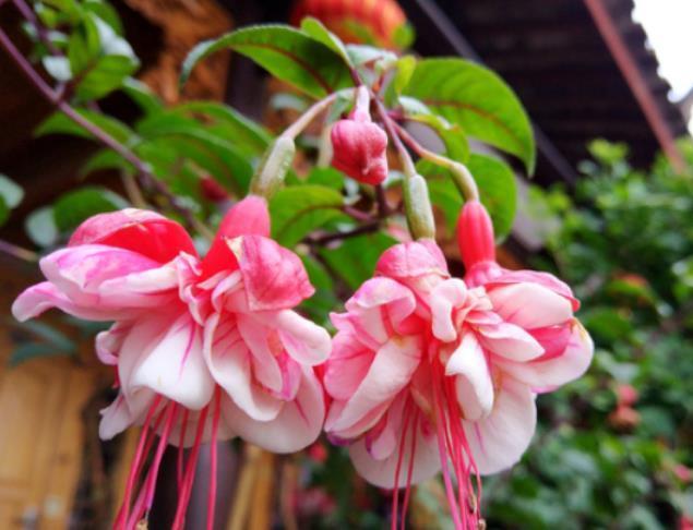 家养|家养3种花,好打理,易爆盆,花开不断,还能旺财