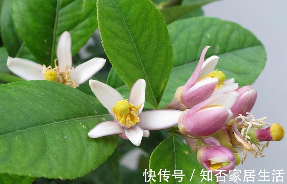 3种“养人树”,漂亮有香味,能吃能观赏,建议至少养一种