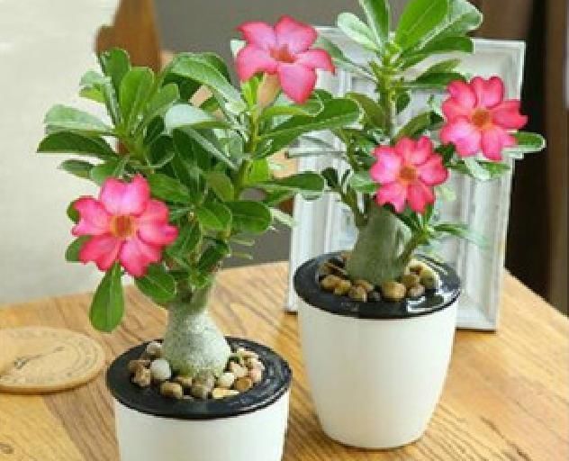 长寿花|3种花就是“小盆命”,越“挤”长得越健康,不烂根长得旺