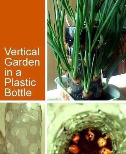 植物|没地种花种菜,没时间浇水几个塑料瓶就能解决,DIY变废为宝