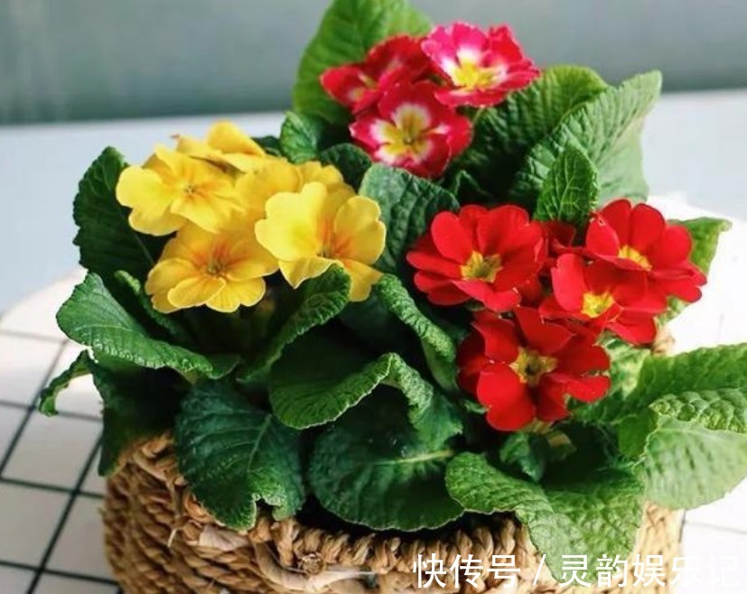 家里就养3种“女神花”，名字好听，开更美，开花漂亮上档次！