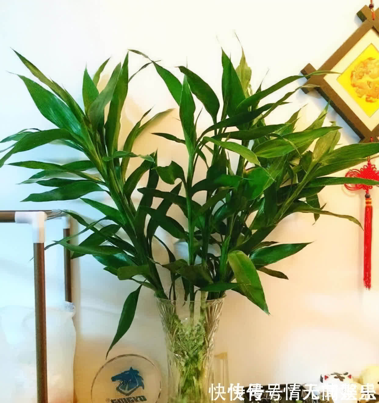 吉祥|12种花,建议养一盆,不仅吸收废气,还有“旺财添福”的美好寓意