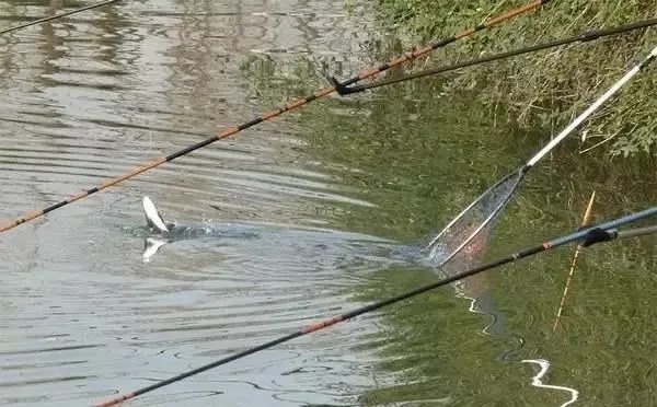 冬季天冷鲫鱼不好钓?只需牢记这三点关键,大鲫鱼钓到停不下来