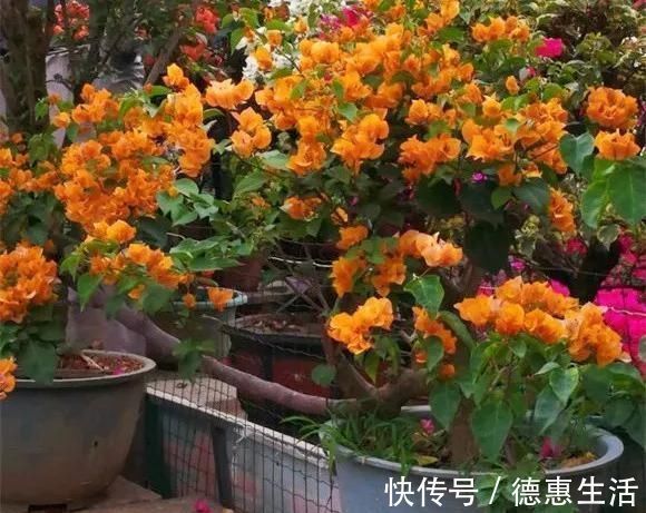 风信子|这16种花冬天越浇越死，3个月不管，反而长高个