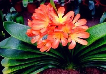 老花匠|养花浇水有讲究，老花匠用3种“套路”，叶片油绿，养1盆爆1盆