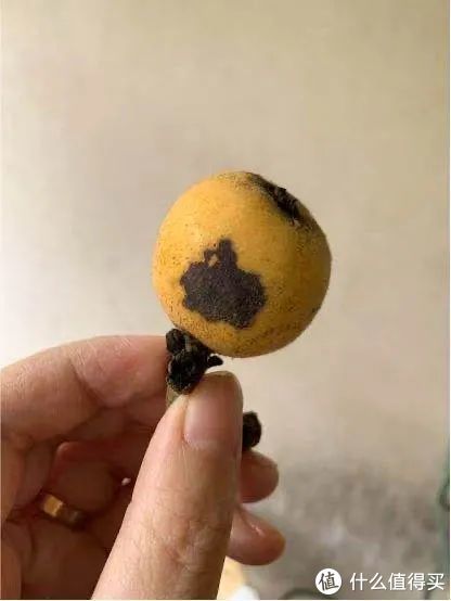  p>已经变质的枇杷&nbsp;网络 /p> p>"秋孕冬花,春实夏熟",这种"独备