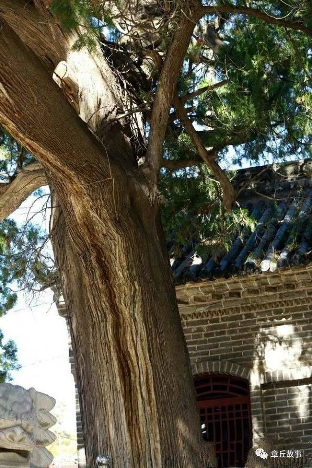  善财|鸳鸯柏的传说