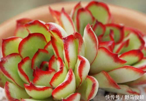 灵隐|此款多肉植物,颜值高好养护,叶尖红红的,谁见了都夸美!