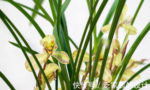 花草|有这4个爱好的人,不适合养兰花,劝你别白费功夫