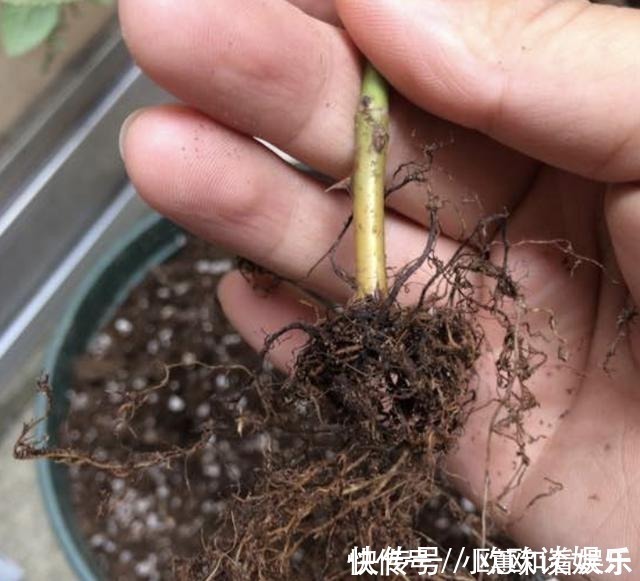 柳酸|掉落的“树皮”捡回家,花盆里埋“2块”,花卉根系“窜出来”