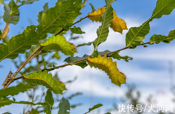 鲁山|鲁山县：“天虫”作茧织就文旅融合发展新“丝路”