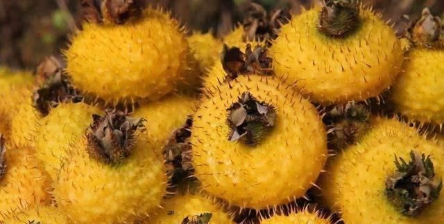 胶原蛋白|当你身体出现了这几种情况，说明身体开始衰老了！