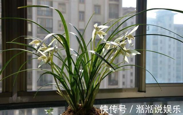 偏施|兰花病歪歪的不开花3点做不足,养成“吊兰”,难开花