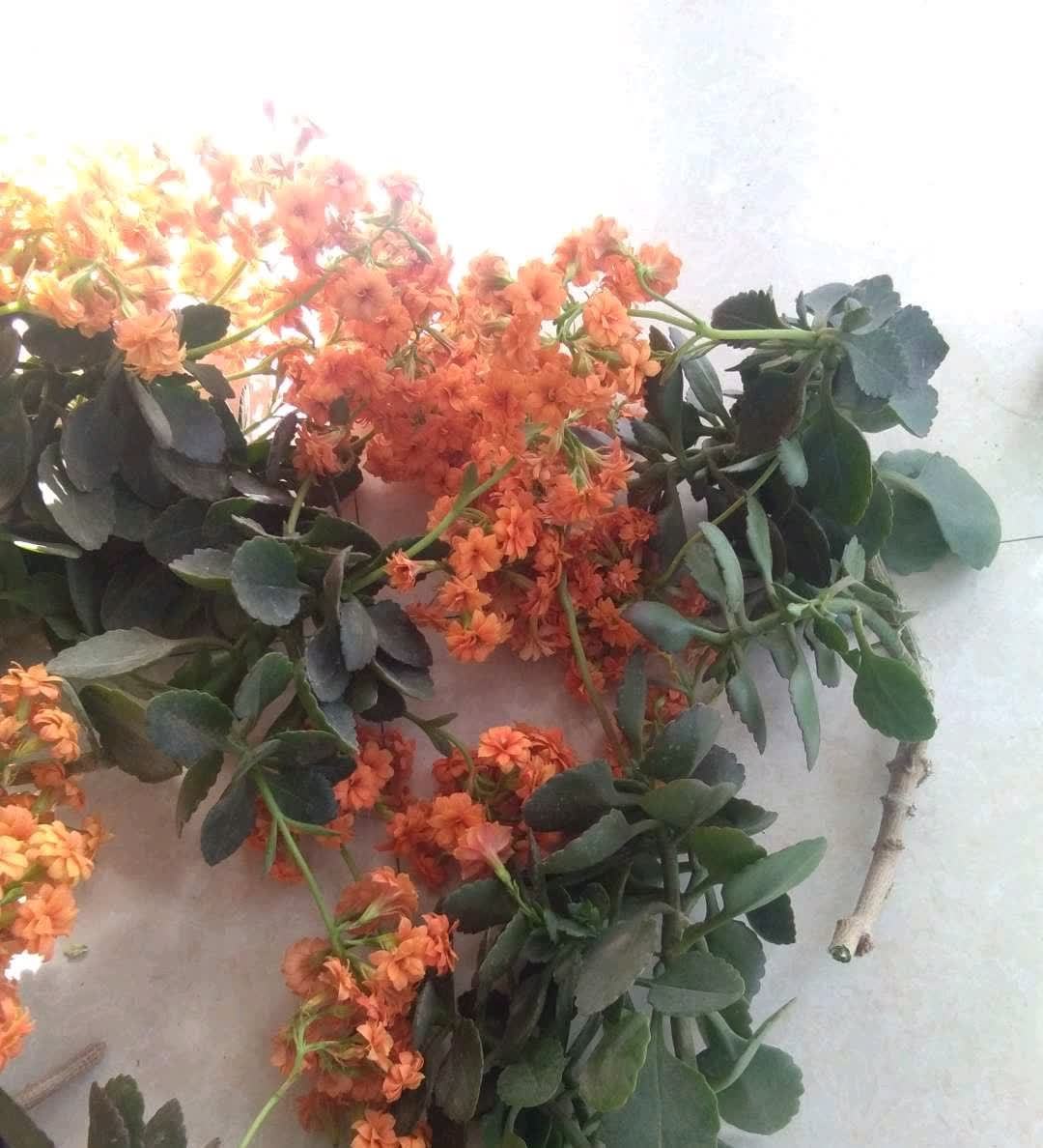 春天来临,这5种盆栽要修理一番了,剃成小光头,开花更顺利