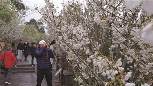 春风十里花满城 踏春赏花正当时