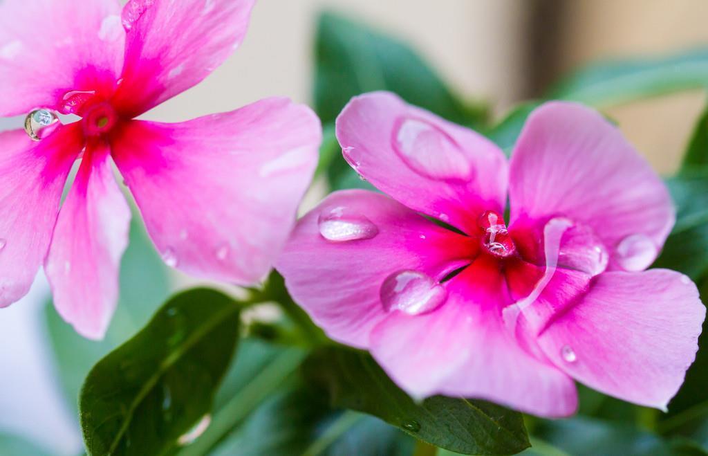 房前屋后都有的它,一年四季,花开不断,非常接地气