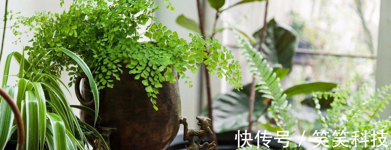 盆栽|养花10多年总结的室内养花技巧,让新手也能养好花,避免叶黄
