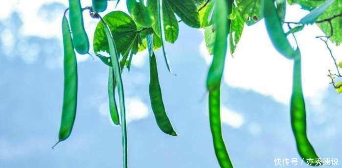 古代人怎么洗头发？这种方法虽然恶心，但是可以治脱发