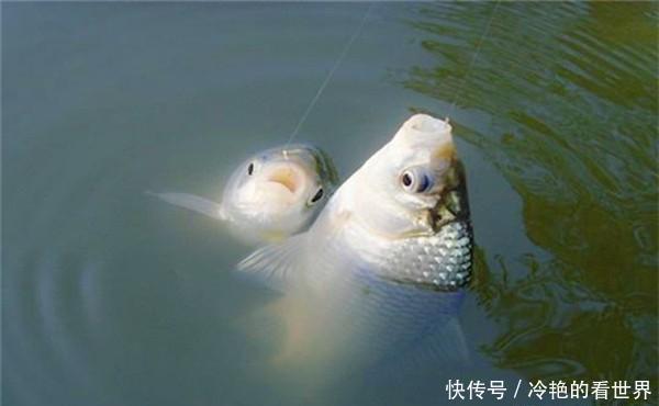 点中|冬季钓鲫鱼,浮漂有动作,提竿空枪多,从这5点中找原因