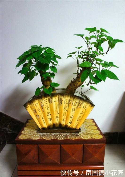 植物|自制花盆、水和肥养花，养啥旺啥，效果好成本低