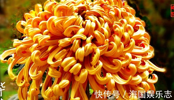 金凤|喜欢菊花,就养盆“菊中珍品”华峰烟雨,似金龙金凤,妖娆霸气