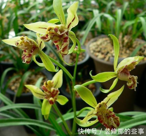 5种花深受花友的喜欢,开花爆盆很简单,对待新手很友好