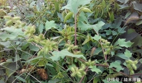 野果|提个醒：农村路边见到此野果，记得要拿回家，现在知道还不晚