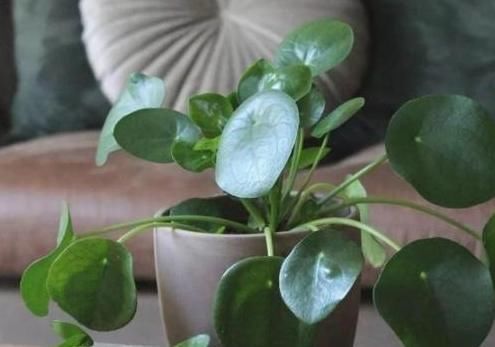 养花就用松针土,养啥旺啥,自己在家就能做,比买来的营养土好