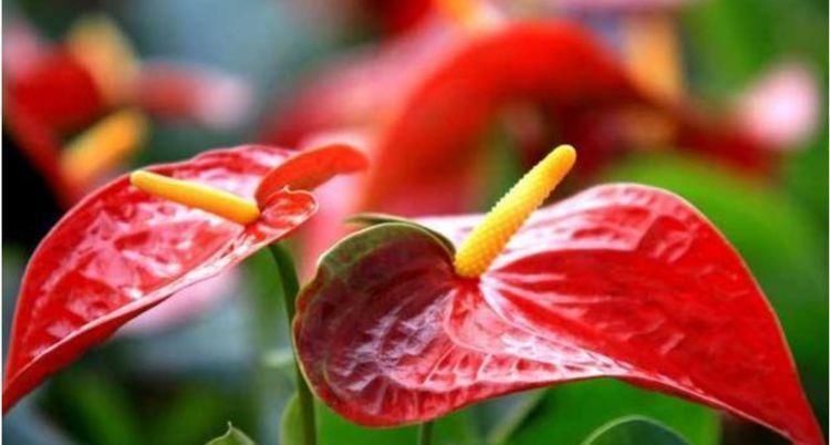 花中皇后|5种花开花最灿烂,全年开花不停,花色艳丽,花开枝繁叶茂