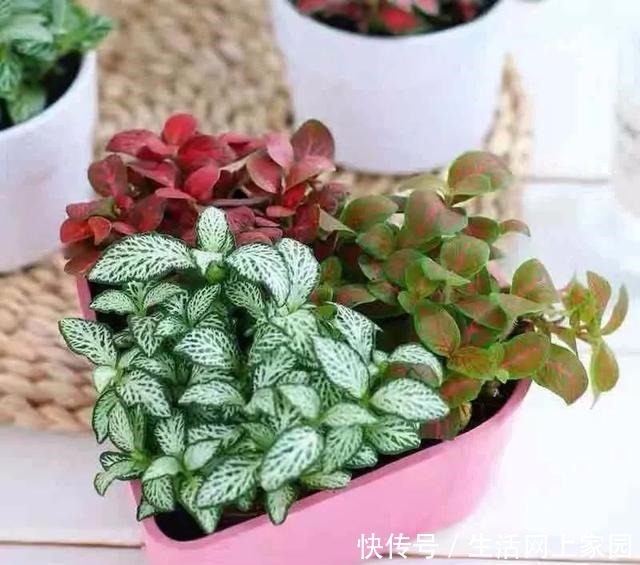 春光明媚,这八种花却不能多晒太阳,一晒就发蔫,赶紧搬屋里躲躲!