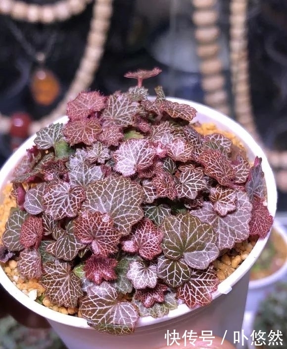 天生“体阴”的6种花,晒太阳易黄叶,阴一点反而长得绿油油!