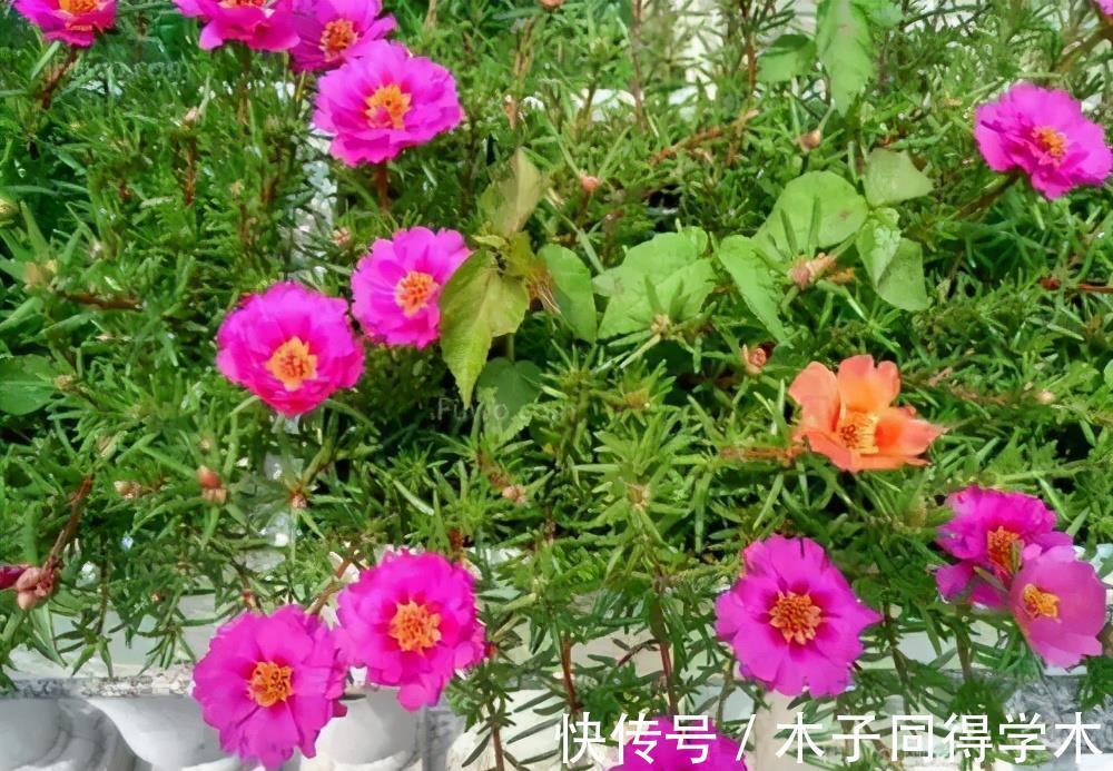 金枝玉叶|4种漂亮花，7月别忘了修剪，还能再开一茬花，剪得越狠花朵越多